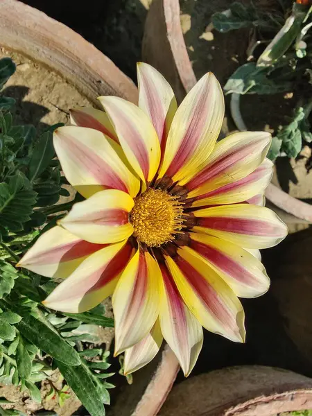 Gazania rigens veya hazine çiçeği