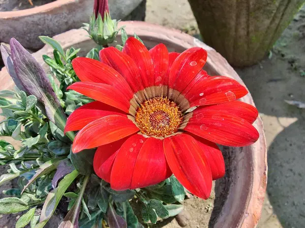 Gazania rigens veya hazine çiçeği
