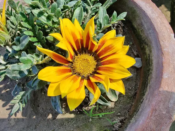 Gazania rigens veya hazine çiçeği