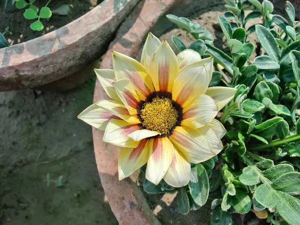 Gazania rigens veya hazine çiçeği