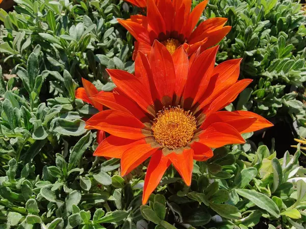 Gazania rigens veya hazine çiçeği