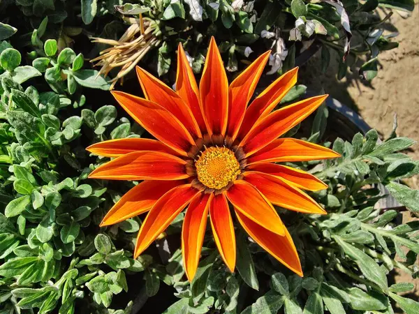 Gazania rigens veya hazine çiçeği