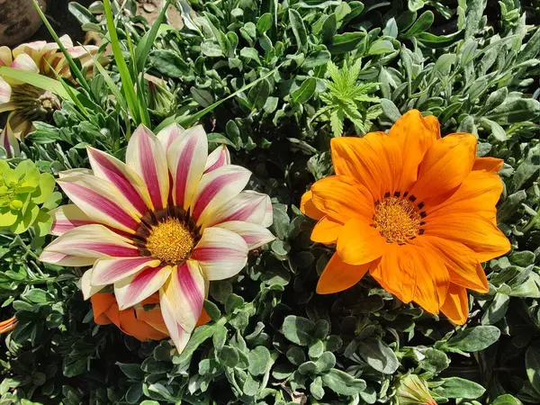 Gazania rigens veya hazine çiçeği