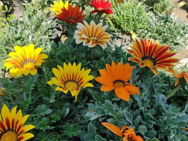 Gazania rigens veya hazine çiçeği