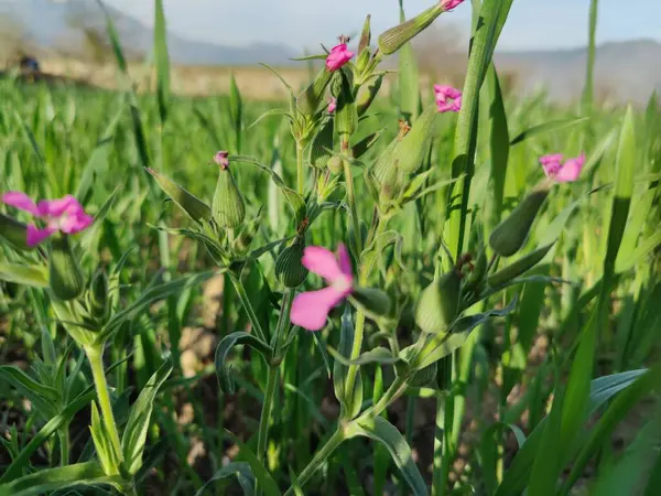 Cone catchfly mı Silene gallica mı?