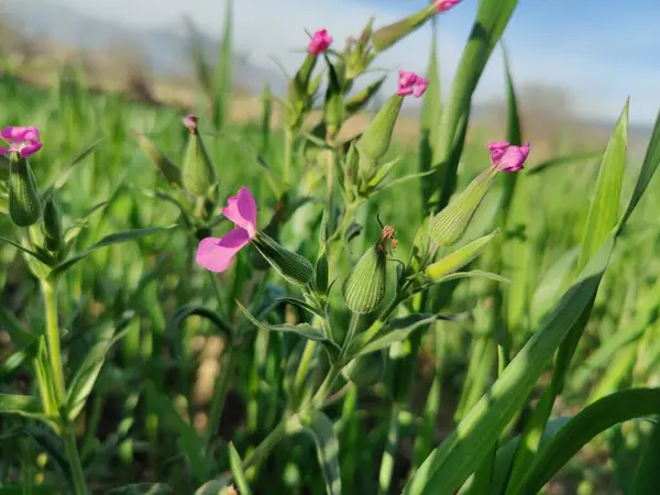 Cone catchfly mı Silene gallica mı?