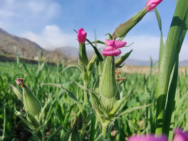 Cone catchfly mı Silene gallica mı?