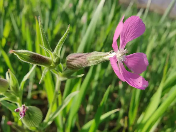 Cone catchfly mı Silene gallica mı?