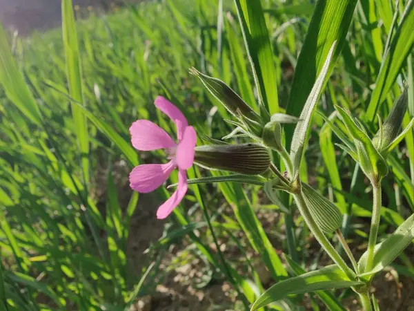 Cone catchfly mı Silene gallica mı?