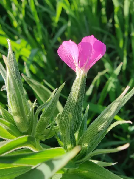 Cone catchfly mı Silene gallica mı?