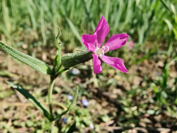 Cone catchfly mı Silene gallica mı?