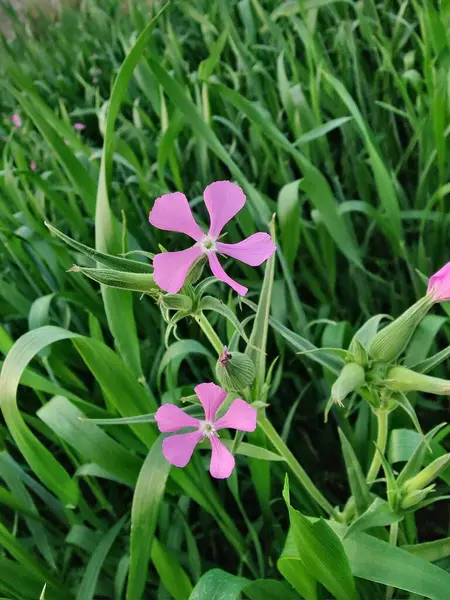 Cone catchfly mı Silene gallica mı?