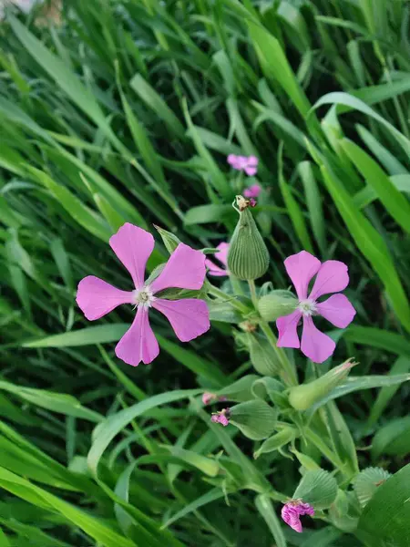 Cone catchfly mı Silene gallica mı?