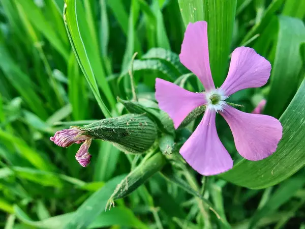 Cone catchfly mı Silene gallica mı?