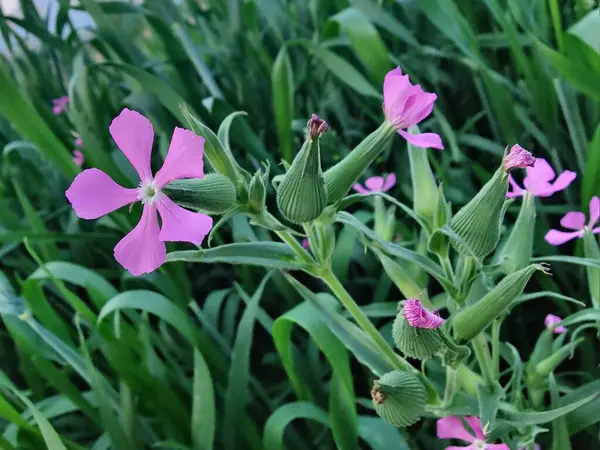 Cone catchfly mı Silene gallica mı?