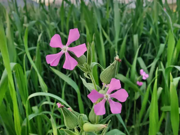 Cone catchfly mı Silene gallica mı?