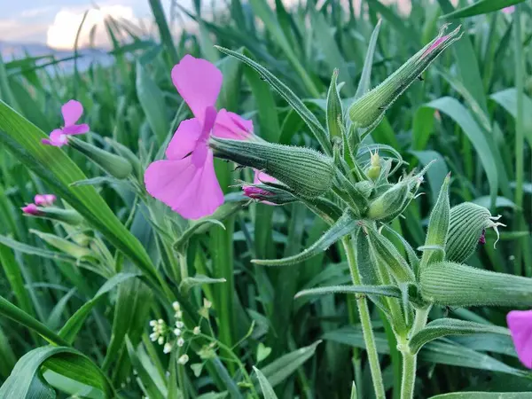 Cone catchfly mı Silene gallica mı?