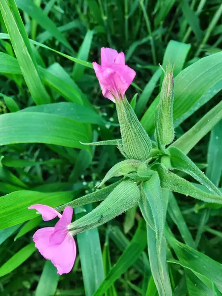 Cone catchfly mı Silene gallica mı?