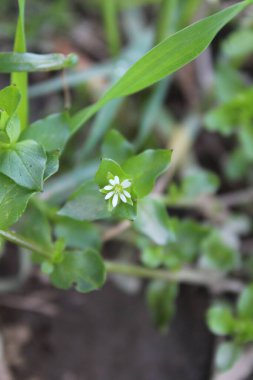 Stellaria Medya, Chickweed veya Chickenwort
