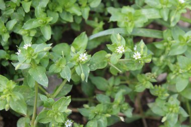 Stellaria Medya, Chickweed veya Chickenwort
