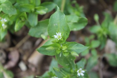 Stellaria Medya, Chickweed veya Chickenwort