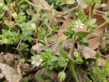 Stellaria Medya, Chickweed veya Chickenwort