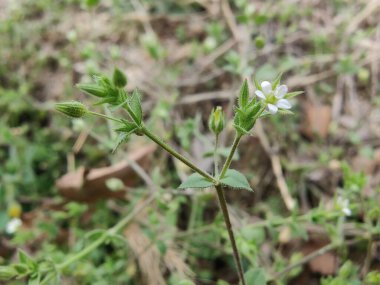 Stellaria Medya, Chickweed veya Chickenwort
