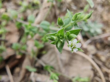 Stellaria Medya, Chickweed veya Chickenwort