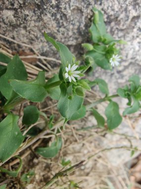Stellaria Medya, Chickweed veya Chickenwort