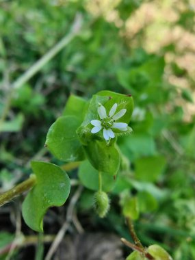 Stellaria Medya, Chickweed veya Chickenwort