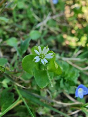 Stellaria Medya, Chickweed veya Chickenwort
