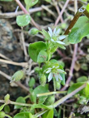 Stellaria Medya, Chickweed veya Chickenwort