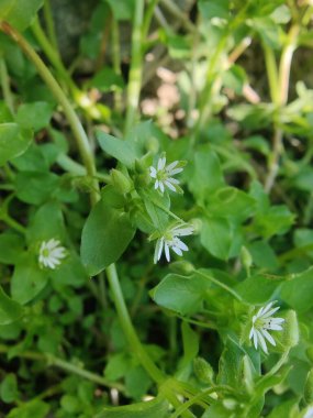 Stellaria Medya, Chickweed veya Chickenwort