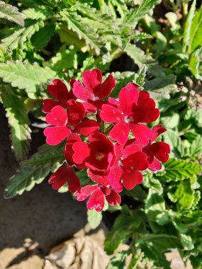 Verbenaceae veya Bahçe verbenası