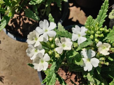 Verbenaceae veya Bahçe verbenası