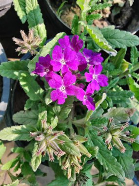 Verbenaceae veya Bahçe verbenası