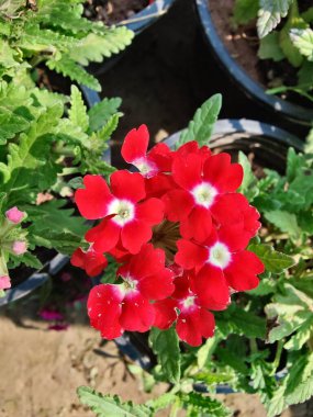 Verbenaceae veya Bahçe verbenası