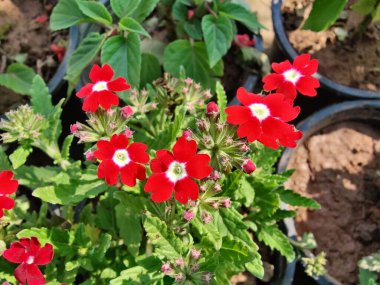 Verbenaceae veya Bahçe verbenası