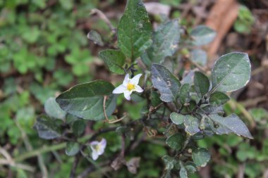 Solanum nigrum veya Siyah itüzümü