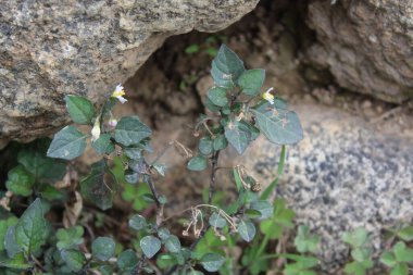 Solanum nigrum veya Siyah itüzümü