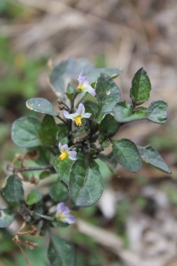 Solanum nigrum veya Siyah itüzümü