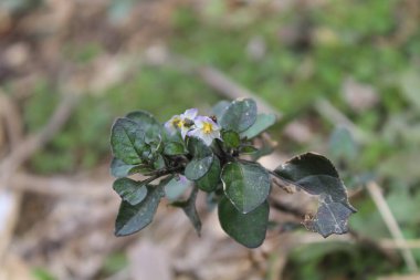 Solanum nigrum veya Siyah itüzümü