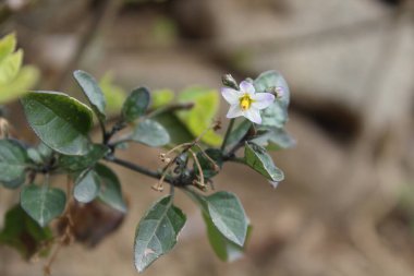 Solanum nigrum veya Siyah itüzümü