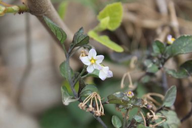Solanum nigrum veya Siyah itüzümü