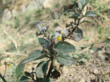 Solanum nigrum veya Siyah itüzümü