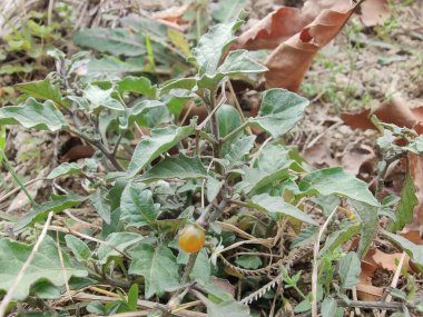 Solanum nigrum veya Siyah itüzümü
