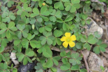 Sürünen orman kuşu, Oxalis corniculata ya da Oxalis sürgünleri