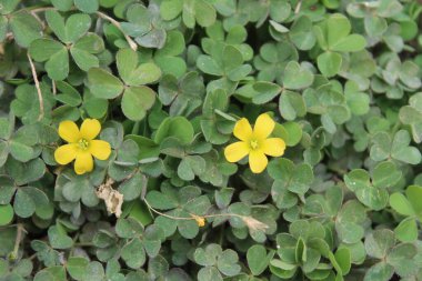 Sürünen orman kuşu, Oxalis corniculata ya da Oxalis sürgünleri