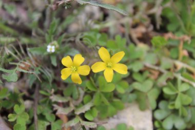 Sürünen orman kuşu, Oxalis corniculata ya da Oxalis sürgünleri