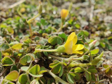 Sürünen orman kuşu, Oxalis corniculata ya da Oxalis sürgünleri